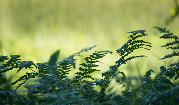 Green leaves for background 2