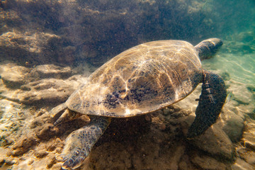A large green turtle swims underwater in the Indian Ocean.