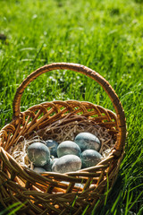 Painted blue textured easter eggs in wicker brown hand made basket. The concept of the spring holiday and egg hunting.