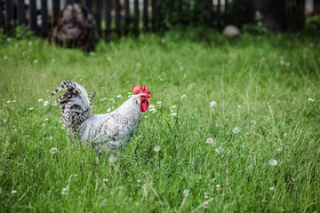 Stolzer Hahn auf grüner Wiese