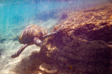 A large green turtle swims underwater in the Indian Ocean.