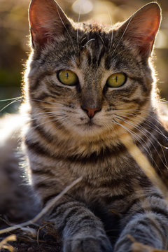Geronimo sun