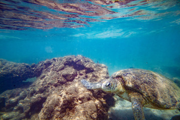A large green turtle swims underwater in the Indian Ocean.