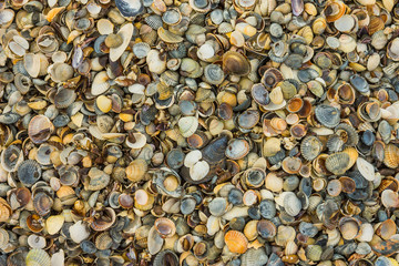 Background of a large number of colorful beautiful sea shells close-up.