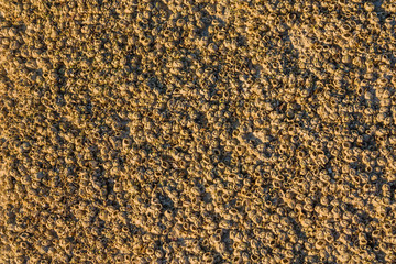 Background of a large number of colorful beautiful sea shells close-up.