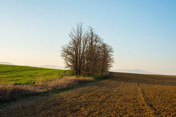 Fototapeta premium Leafless trees in the field in the spring