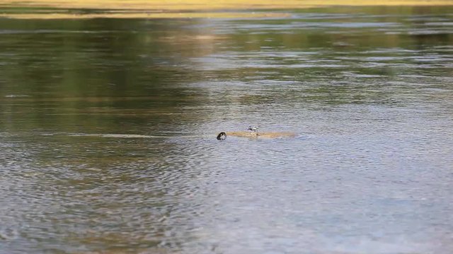 small bird on a river