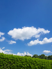 Hedge against amazing sky