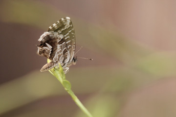 Mariposa en reposo