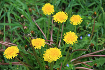 Fiori di tarassaco o dente di leone nel mezzo di un prato.