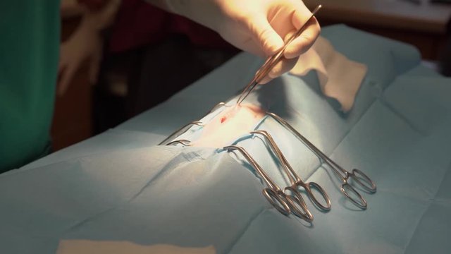 cat castration surgery at a veterinary clinic