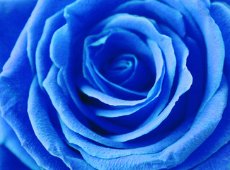 Close up view of beautiful blue rose