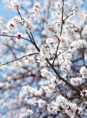 tree, spring, blossom, flower, cherry, pink, branch, nature, sky, bloom, flowers, sakura, blue, blooming, plant, petal, beauty, white, season, blossoms, beautiful, flora, floral, garden, cherry blosso