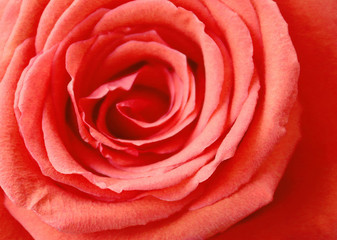 Close up view of beautiful orange rose