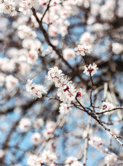 tree, spring, blossom, flower, cherry, pink, branch, nature, sky, bloom, flowers, sakura, blue, blooming, plant, petal, beauty, white, season, blossoms, beautiful, flora, floral, garden, cherry blosso