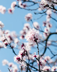tree, spring, blossom, flower, cherry, pink, branch, nature, sky, bloom, flowers, sakura, blue, blooming, plant, petal, beauty, white, season, blossoms, beautiful, flora, floral, garden, cherry blosso