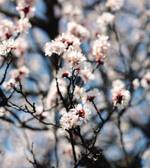tree, spring, blossom, flower, cherry, pink, branch, nature, sky, bloom, flowers, sakura, blue, blooming, plant, petal, beauty, white, season, blossoms, beautiful, flora, floral, garden, cherry blosso
