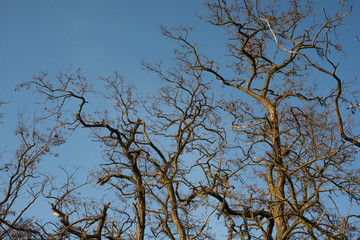 Leafless trees in the field in the spring