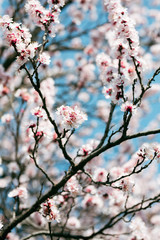 tree, spring, blossom, flower, cherry, pink, branch, nature, sky, bloom, flowers, sakura, blue, blooming, plant, petal, beauty, white, season, blossoms, beautiful, flora, floral, garden, cherry blosso