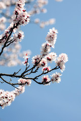 tree, spring, blossom, flower, cherry, pink, branch, nature, sky, bloom, flowers, sakura, blue, blooming, plant, petal, beauty, white, season, blossoms, beautiful, flora, floral, garden, cherry blosso