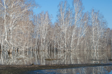 Birch forest in the water