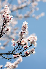 tree, spring, blossom, flower, cherry, pink, branch, nature, sky, bloom, flowers, sakura, blue, blooming, plant, petal, beauty, white, season, blossoms, beautiful, flora, floral, garden, cherry blosso
