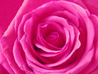 Fototapeta na wymiar Close up of beautiful pink rose