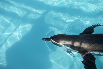 Penguin swimming in the pool