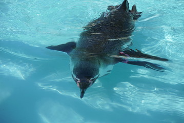 Penguin swimming in the pool
