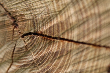 Fototapeta premium Años de experiencia