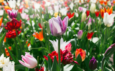 Spring meadow with bright colorful tulip flowers with selective focus. Beautiful nature floral background for card design, web banner and posters