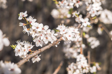 Blooming white flowers spring tree branch. Selective focus. Sunlight.
