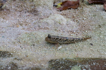 Observe the Barred mudskipper in the aquarium