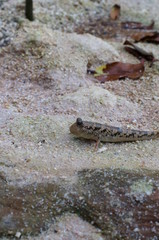 Observe the Barred mudskipper in the aquarium