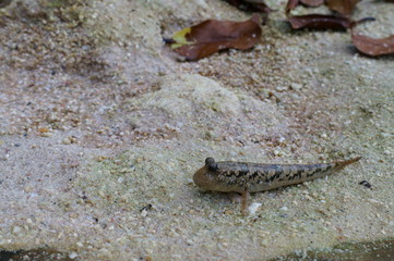 Observe the Barred mudskipper in the aquarium