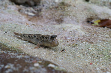 Observe the Barred mudskipper in the aquarium