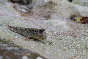 Observe the Barred mudskipper in the aquarium