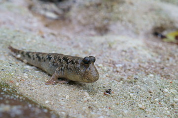 Observe the Barred mudskipper in the aquarium
