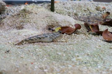 Observe the Barred mudskipper in the aquarium