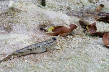 Observe the Barred mudskipper in the aquarium