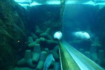Seal swimming in aquarium pool