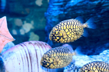 Pinecone fish or Monocentris japonica in aquarium