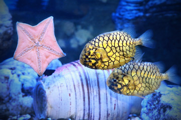 Pinecone fish or Monocentris japonica in aquarium