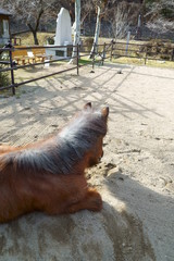 Horse pony with short leg features