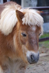 Obraz premium Horse pony with short leg features