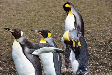 Fototapeta premium King Penguins