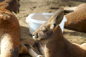Brown kangaroo with big ears