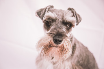 miniature schnauzer 