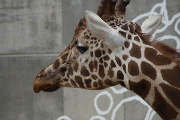 Giraffe bred in a cage