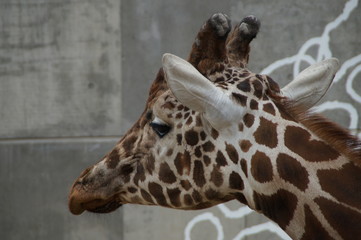 Giraffe bred in a cage